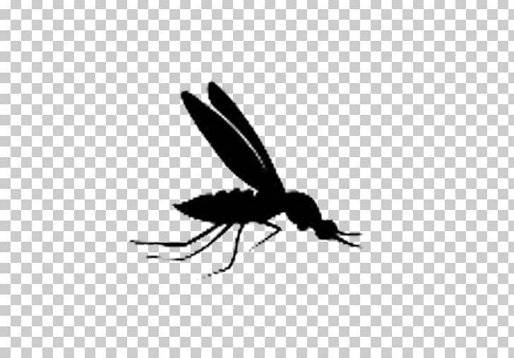 Mosquito Steve Insect Pollinator Butterfly PNG, Clipart,  Free PNG Download