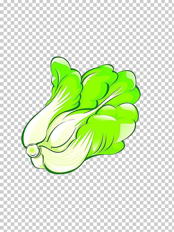 Napa Cabbage Cartoon Vegetable PNG, Clipart, Cabbage, Cabbage Cartoon, Cabbage Leaves, Cartoon Cabbage, Chinese Cabbage Free PNG Download