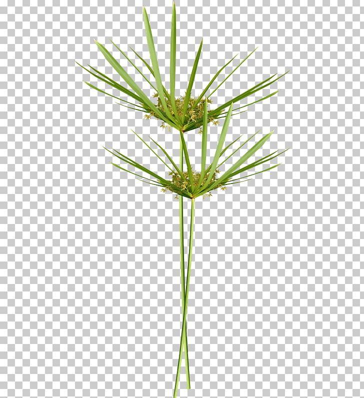 Photography Arecaceae TinyPic Plant PNG, Clipart, Arecaceae, Arecales, Commodity, Flower, Grass Free PNG Download