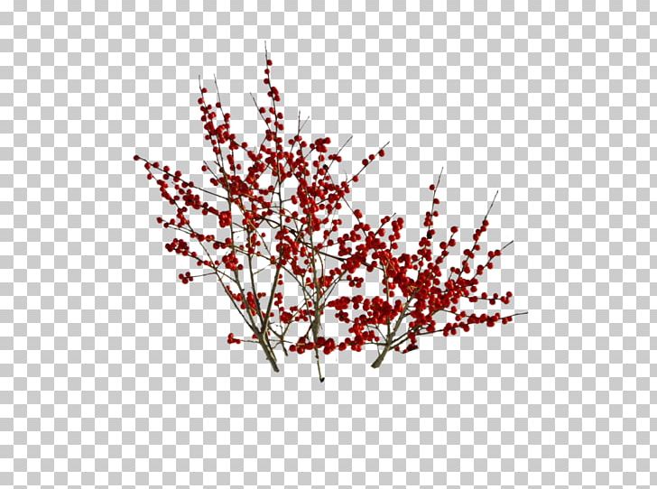 Plant ST.AU.150 MIN.V.UNC.NR AD Stock Photography PNG, Clipart, Blossom, Branch, Cherry, Cherry Blossom, Credit Free PNG Download