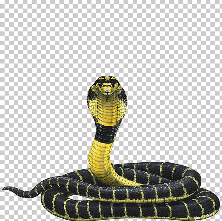 Snake Indian Cobra King Cobra Reptile PNG, Clipart, Animal, Animals, Black Mamba, Cobra, Cobras Free PNG Download