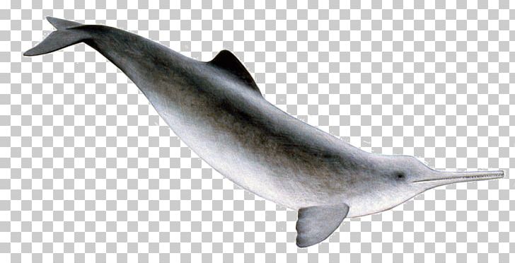 Spinner Dolphin Common Bottlenose Dolphin Short-beaked Common Dolphin Striped Dolphin Rough-toothed Dolphin PNG, Clipart, Animals, Bottlenose Dolphin, Fauna, Mammal, Marine Biology Free PNG Download