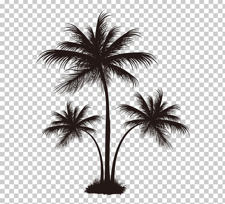 Arecaceae Coconut Tree PNG, Clipart, Arecales, Black, Black And White, Borassus Flabellifer, Christmas Tree Free PNG Download
