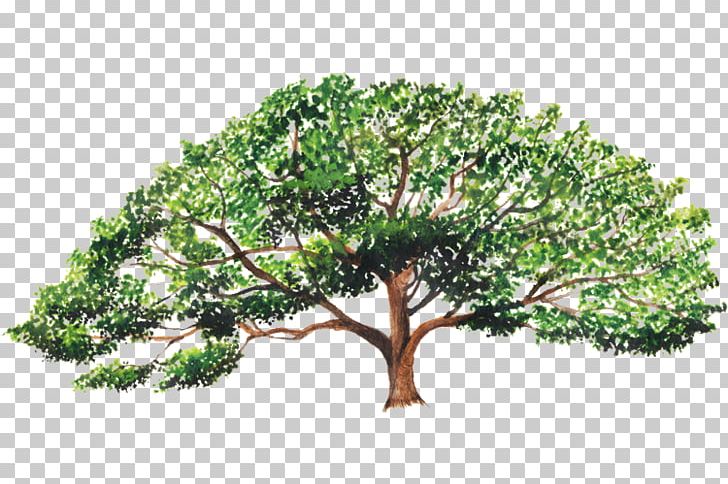 Enterolobium Cyclocarpum Branch Enterolobium Contortisiliquum Tree Guanacaste Province PNG, Clipart, Anillo, Bark, Branch, Costa Rica, Crown Free PNG Download