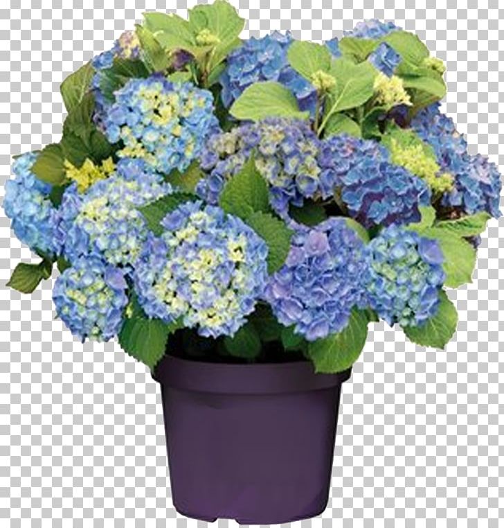 French Hydrangea Panicled Hydrangea Pruning Blue Flower PNG, Clipart, Annual Plant, Blue, Bud, Color, Cornales Free PNG Download