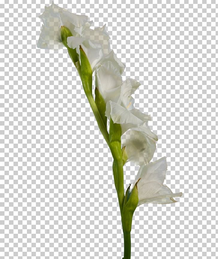 Gladiolus White Flower PNG, Clipart, Arum, Cut Flowers, Floral Design, Flower, Flower Bouquet Free PNG Download
