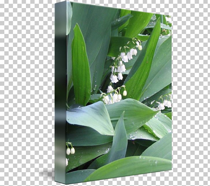 Lily Of The Valley Work Of Art Plant Stem Photography PNG, Clipart, Art, Cargo, Digital Art, Fine Art, Flora Free PNG Download