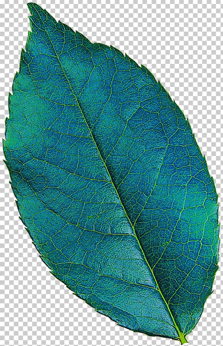 Plant Pathology Leaf Turquoise PNG, Clipart, Leaf, Pathology, Plant, Plant Pathology, Turquoise Free PNG Download