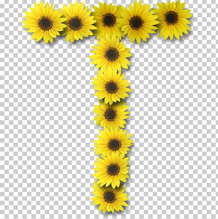 Common Sunflower Letter Case Alphabet PNG, Clipart, Alphabet, Common Sunflower, Daisy Family, Flower, Flowering Plant Free PNG Download