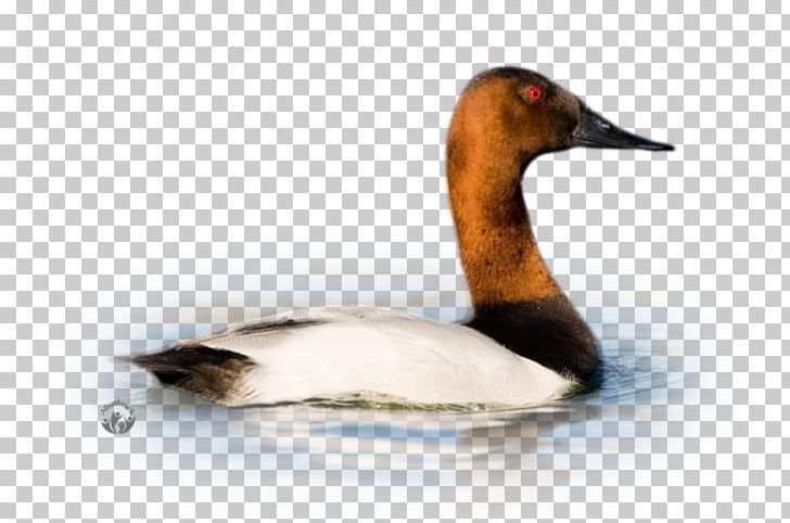 Duck Goose Cygnini Fauna PNG, Clipart, Animals, Beak, Bird, Cygnini, Duck Free PNG Download