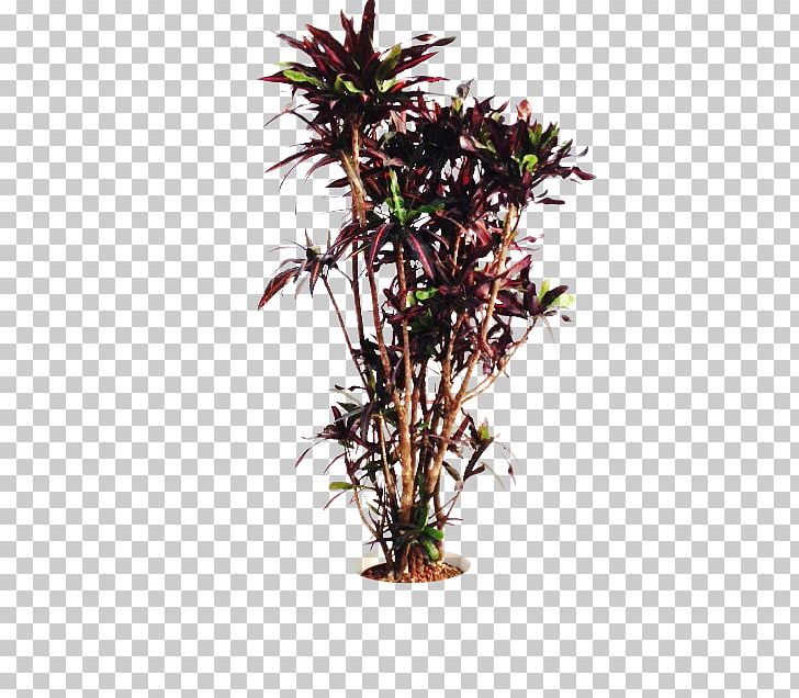 Flowerpot Houseplant Shrub Branching PNG, Clipart, Branch, Branching, Flowerpot, Houseplant, Others Free PNG Download