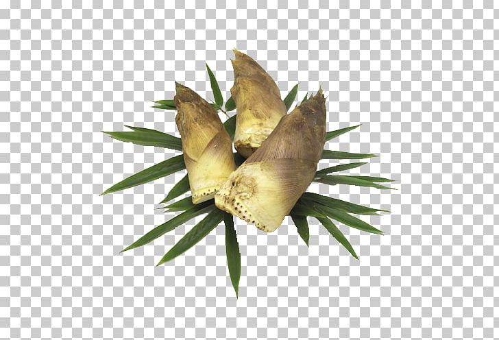 Menma Bamboo Shoot Kamameshi Vegetable Food PNG, Clipart, Agricultural Products, Ananas, Bamboo, Bamboo Leaves, Bamboo Shoot Free PNG Download