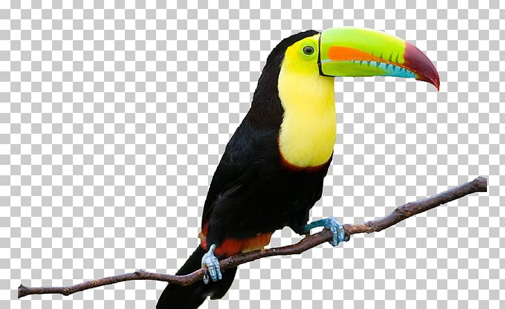 Toco Toucan PNG, Clipart, Beak, Bird, Computer Icons, Depositphotos, Digital Image Free PNG Download