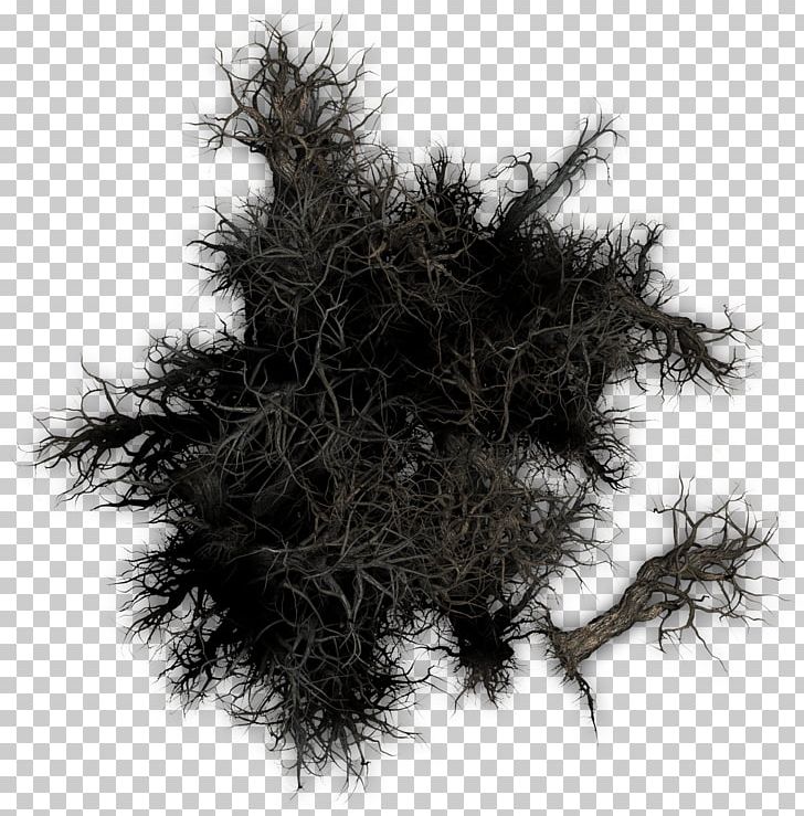 Tree Fur White PNG, Clipart, Black And White, Fur, Index Of, Nature, Plant Free PNG Download