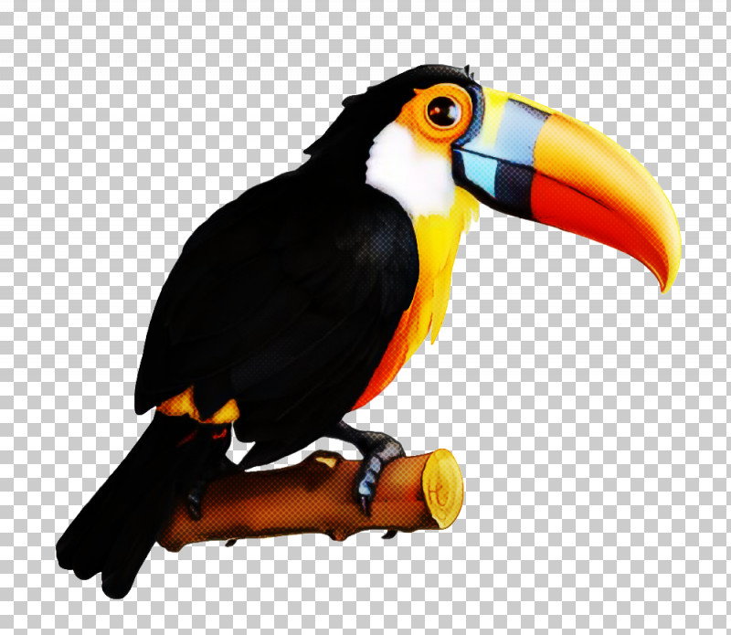 Bird Toucan Beak Piciformes Hornbill PNG, Clipart, Beak, Bird, Hornbill, Piciformes, Toucan Free PNG Download