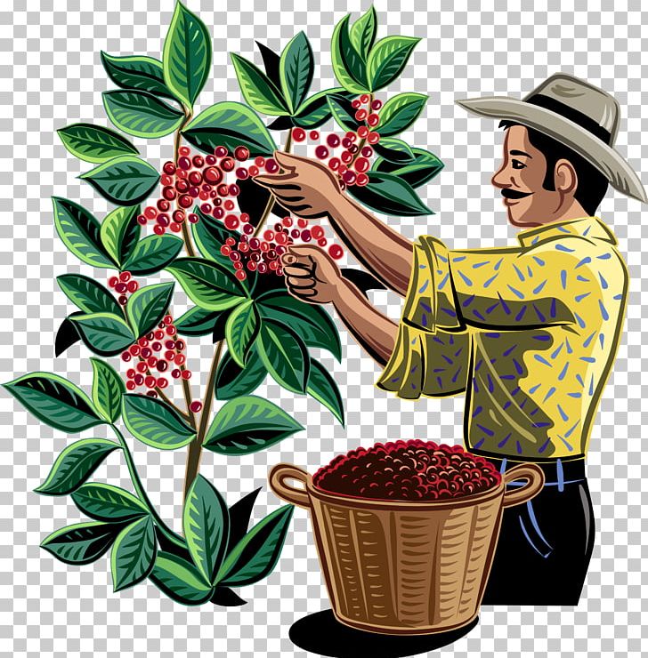 Coffee Bean Plantation Drink PNG, Clipart, Bean, Coffee, Coffee Bean, Coffee Bean Tea Leaf, Drink Free PNG Download