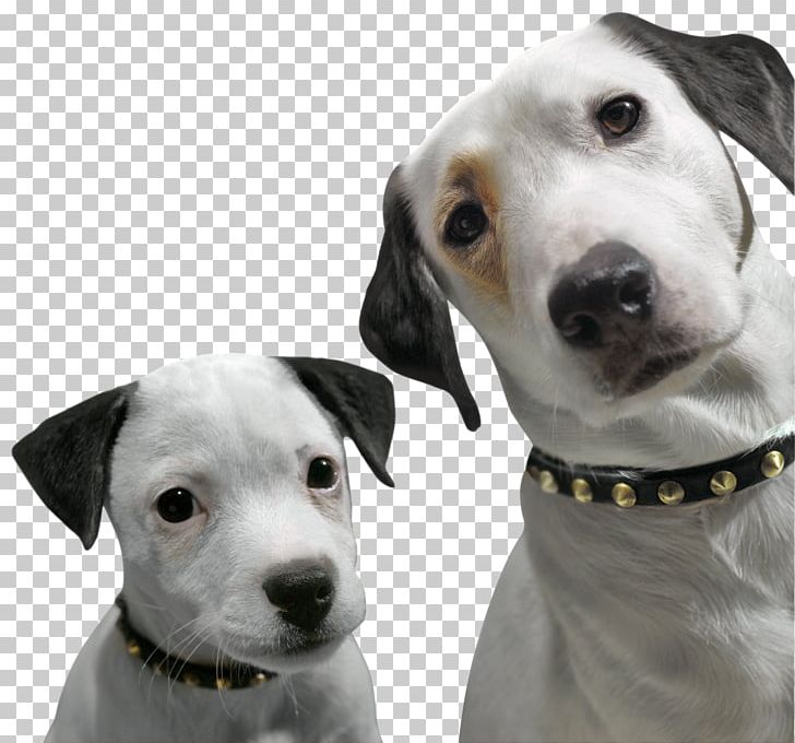 Dalmatian Dog Jack Russell Terrier Nipper RCA Television PNG, Clipart, Advertising, Carnivoran, Chipper, Commercial, Companion Dog Free PNG Download
