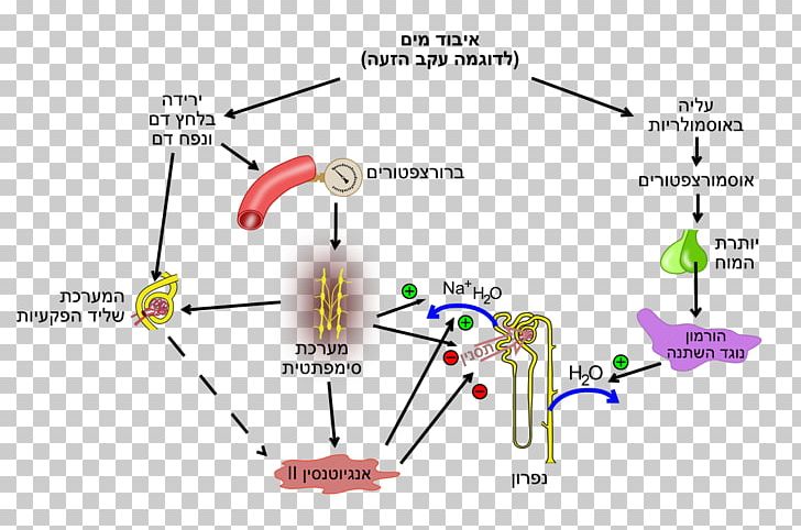 Fluid Balance Nephron Human Body Vasopressin Renin PNG, Clipart, Aldosterone, Angiotensin I, Angle, Area, Diagram Free PNG Download