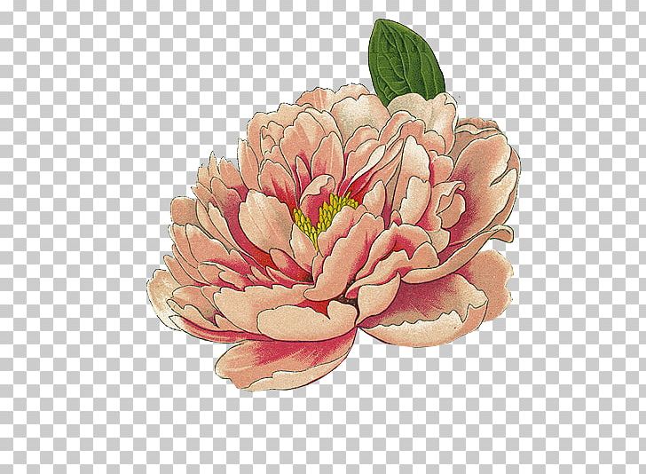 Moutan Peony Botanical Illustration Watercolor Painting Printmaking PNG, Clipart, Art, Bloom, Botanical Illustrator, Botany, Drawing Free PNG Download