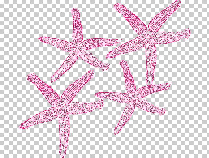 Starfish Open Free Content PNG, Clipart, Animals, Blog, Clip, Computer Icons, Download Free PNG Download