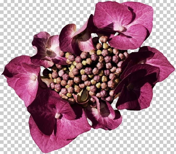 Hydrangea Cut Flowers Floral Design Petal PNG, Clipart, Addon, Art, Cornales, Cut Flowers, Element Free PNG Download