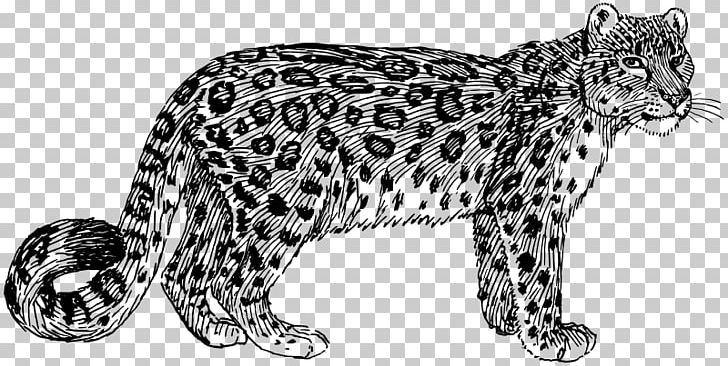 Snow Leopard Color Drawing PNG, Clipart, Animal Figure, Big Cat, Big Cats, Black And White, Carnivoran Free PNG Download