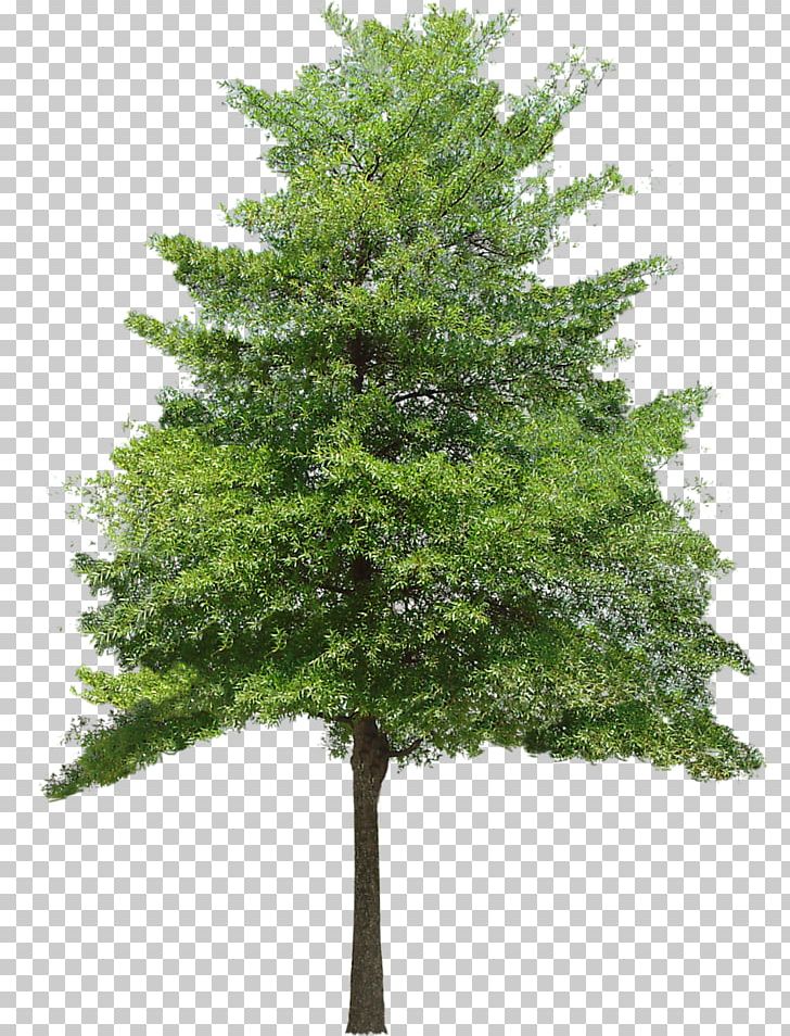 Tree Texture Mapping 3D Computer Graphics PNG, Clipart, 2d Computer Graphics, 3d Computer Graphics, 3d Rendering, Alpha Channel, Biome Free PNG Download