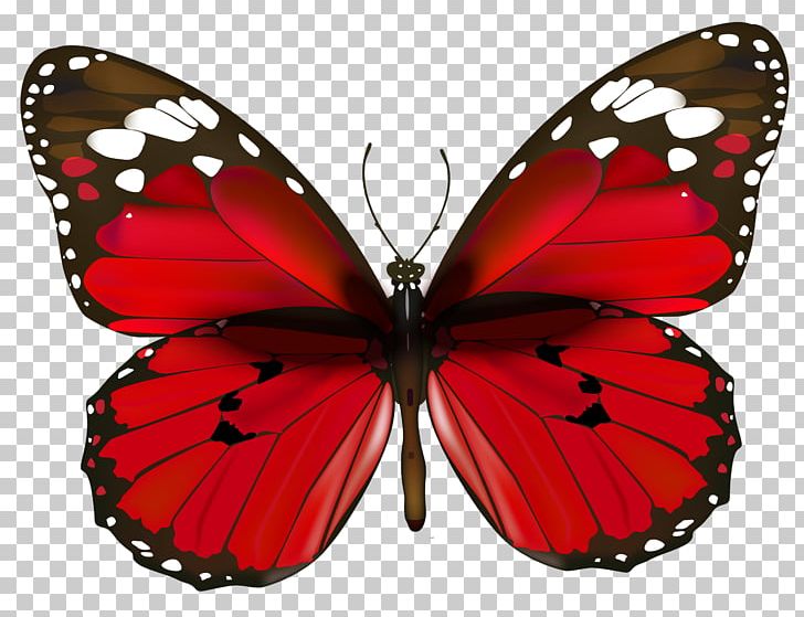 Butterfly Red PNG, Clipart, Animal, Arthropod, Biological Life Cycle, Brush Footed Butterfly, Butterflies Free PNG Download