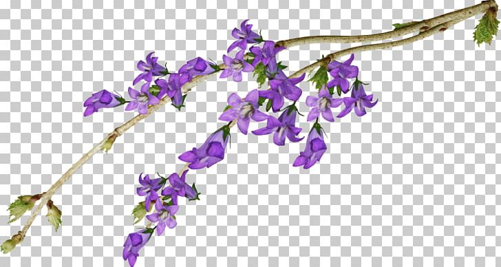 Cut Flowers Violet Purple Mauve PNG, Clipart, Body Jewelry, Branch, Cicekler, Cut Flowers, Flora Free PNG Download
