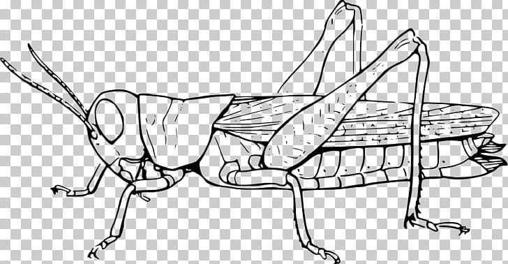 Grasshopper PNG, Clipart, Angle, Animal, Arm, Black, Cartoon Free PNG Download