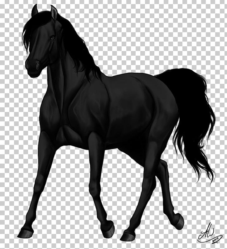 Arabian Horse Stallion Kerry Bog Pony Foal PNG, Clipart, Animal, Arabian Horse, Black, Black And White, Deviantart Free PNG Download