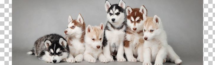 Siberian Husky Puppy Alaskan Husky Alaskan Malamute PNG, Clipart, Alaskan Husky, Alaskan Malamute, Breed, Carnivoran, Dalmatian Free PNG Download