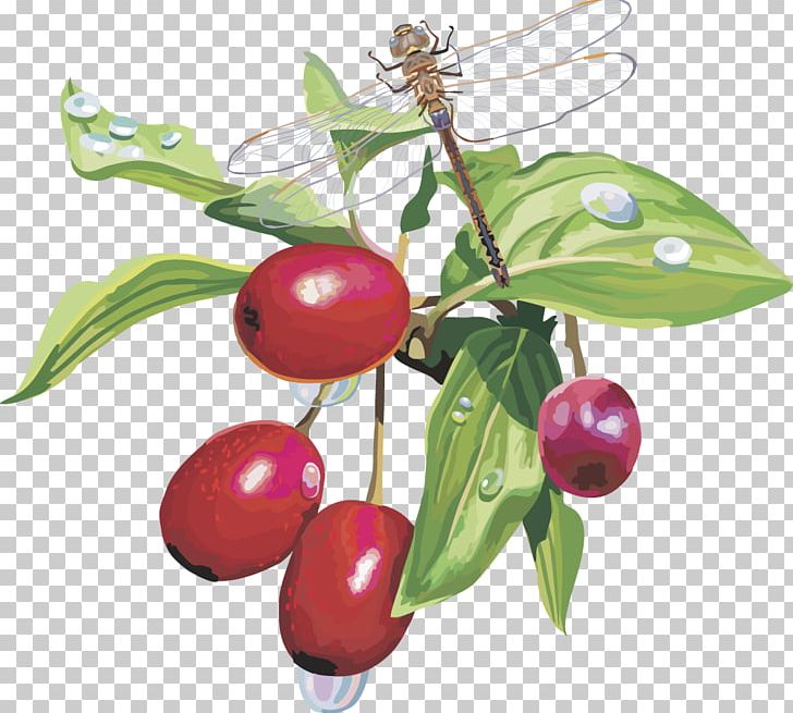 Berry Aedmaasikas PNG, Clipart, Apple Fruit, Auglis, Berry, Blueberry, Cape Free PNG Download