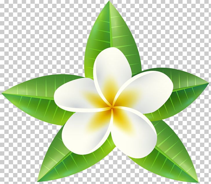 Leaf Flower Desktop Wallpaper PNG, Clipart, Common Daisy, Desktop Wallpaper, Download, Drawing, Floristry Free PNG Download