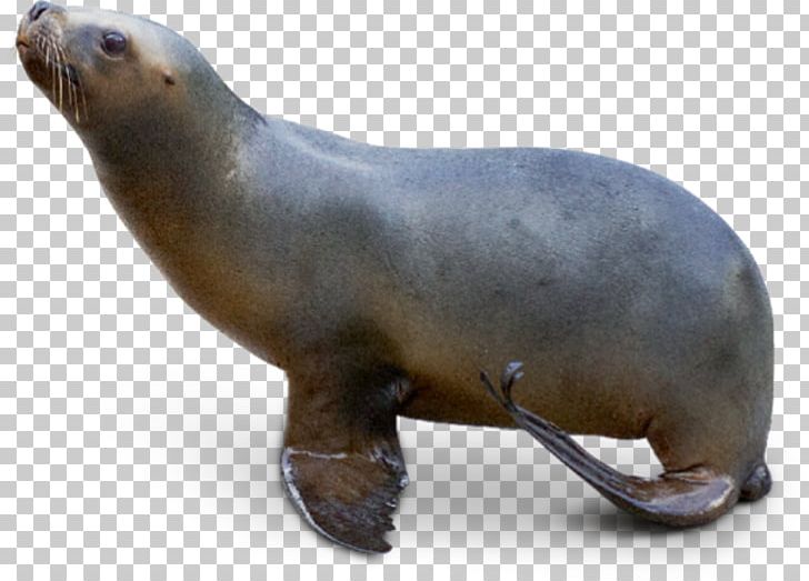 Seals And Sea Lions South American Sea Lion Pinniped PNG, Clipart, Animal, Animals, Blubber, Fauna, Harbor Seal Free PNG Download