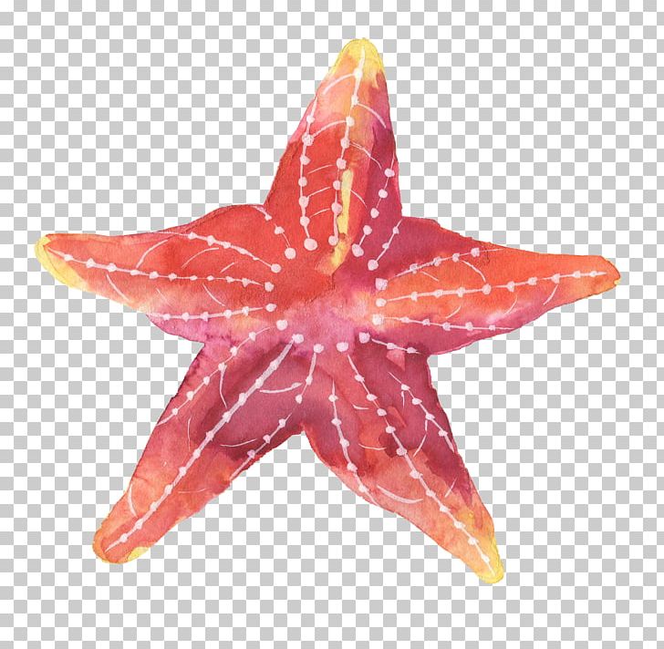Starfish Paper PNG, Clipart, Animal, Animals, Cartoon, Cartoon Animals, Color Free PNG Download