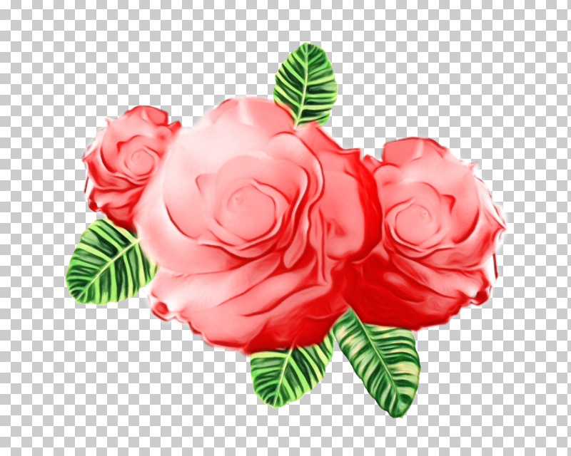 Garden Roses PNG, Clipart, Cabbage Rose, Carnation, Cut Flowers, Family, Floral Design Free PNG Download