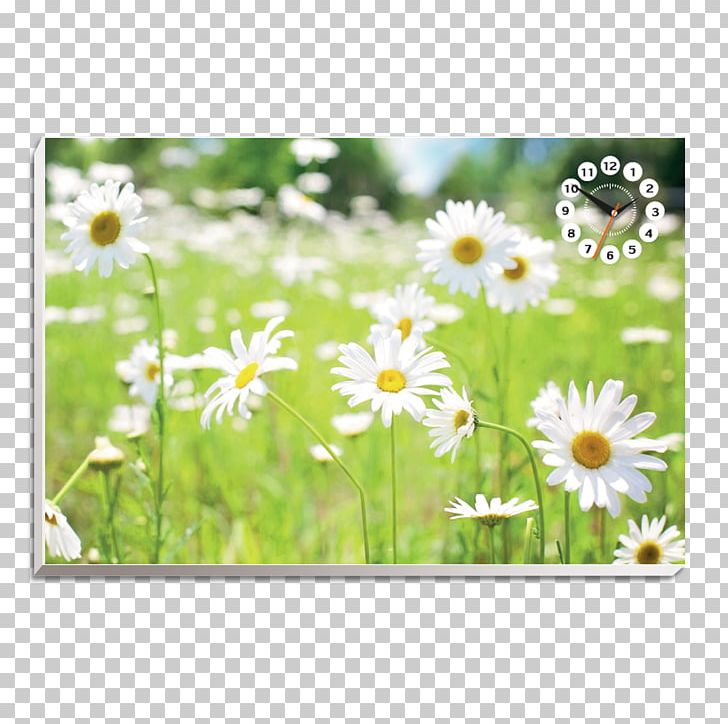 Desktop Flower Common Daisy Green PNG, Clipart, Color, Common Daisy, Daisy, Daisy Family, Daytime Free PNG Download
