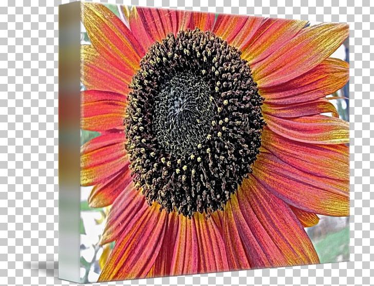 Common Sunflower Sunflower Seed Transvaal Daisy Sunflower M Coneflower PNG, Clipart, Common Sunflower, Coneflower, Daisy Family, Flower, Flowering Plant Free PNG Download