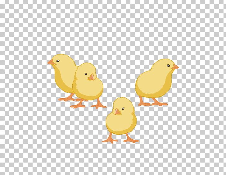 Yellow-hair Chicken Animal PNG, Clipart, Animals, Bird, Cartoon, Cartoon Animals, Chicken Free PNG Download