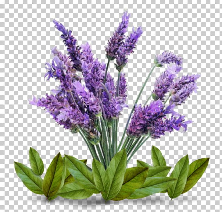 English Lavender Plant Lamiaceae Lavender Oil Seed PNG, Clipart, Bath Bombs, Cutting, English Lavender, Flower, Food Drinks Free PNG Download