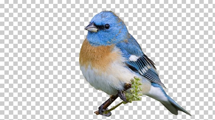 Finches Bird American Sparrows Blue Jay Beak PNG, Clipart, American Robin, American Sparrows, Animals, Beak, Bird Free PNG Download