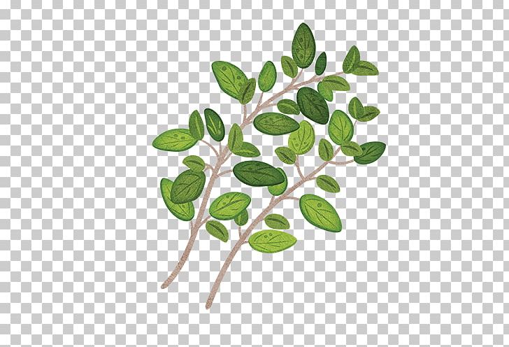 Garden Thyme Herb Parsley Leaf PNG, Clipart, Borage, Branch, Courage, Essential Oil, Garden Free PNG Download
