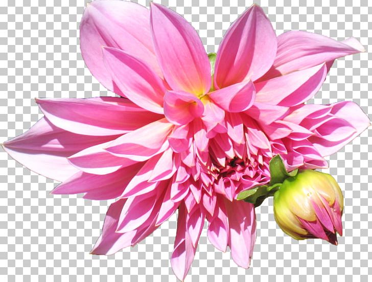 Health Well-being Dahlia Cut Flowers Healing PNG, Clipart, Annual Plant, Chrysanthemum, Chrysanths, Cut Flowers, Dahlia Free PNG Download