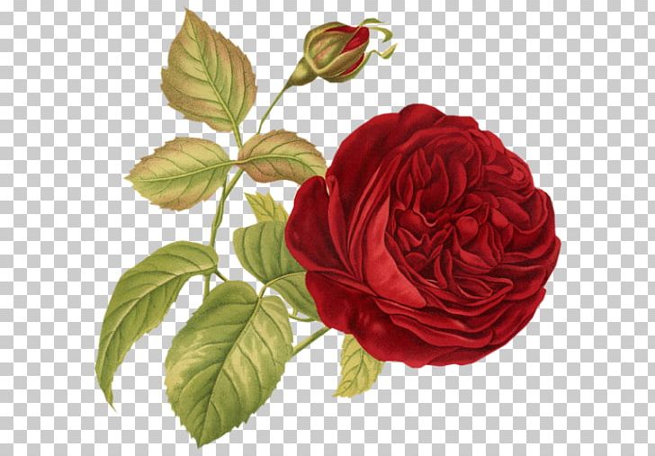 Rose Paper Flower Printing PNG, Clipart, Bourbon Rose, China Rose, Coloring Book, Cut Flowers, Floribunda Free PNG Download