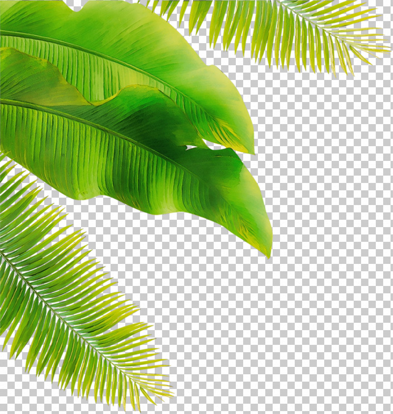 Banana Leaf PNG, Clipart, Arecales, Attalea Speciosa, Banana Leaf, Elaeis, Fern Free PNG Download