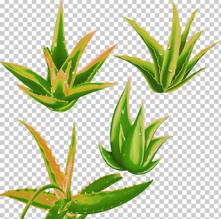 Aloe Vera Plant PNG, Clipart, 8825, 8825 Desktop Wallpapers, Agave, Aloe, Aloe Vera Free PNG Download