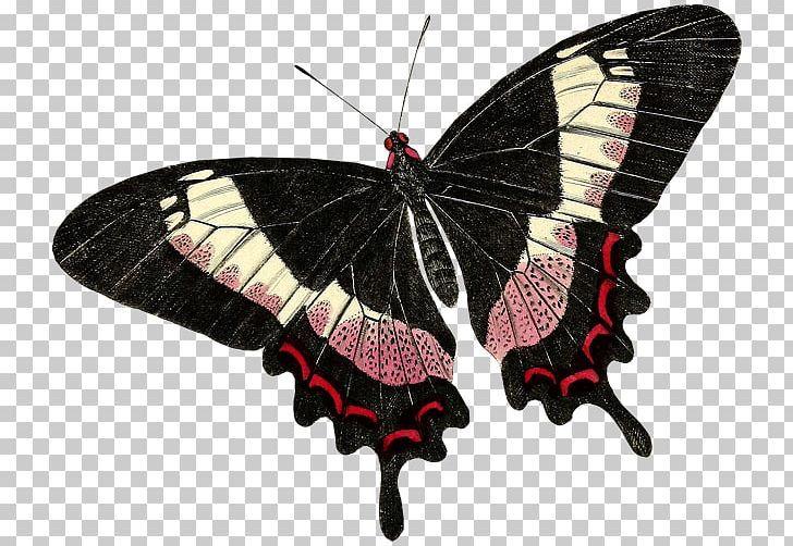 Butterfly Nymphalidae Insect Drawing Paper PNG, Clipart, Arthropod, Brush Footed Butterfly, Butterflies And Moths, Butterfly, Cethosia Cyane Free PNG Download