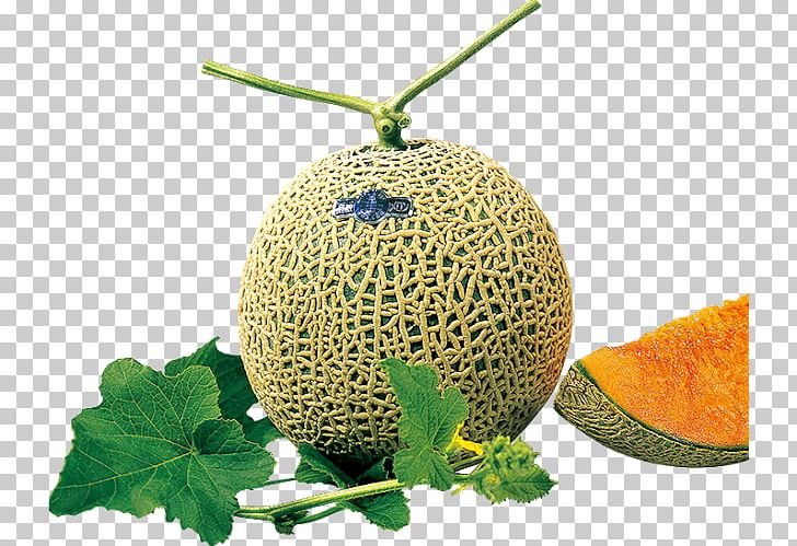 Honeydew Cantaloupe Galia Melon Brix PNG, Clipart, Breed, Brix, Cantaloupe, Cucumber Gourd And Melon Family, Cucumis Free PNG Download