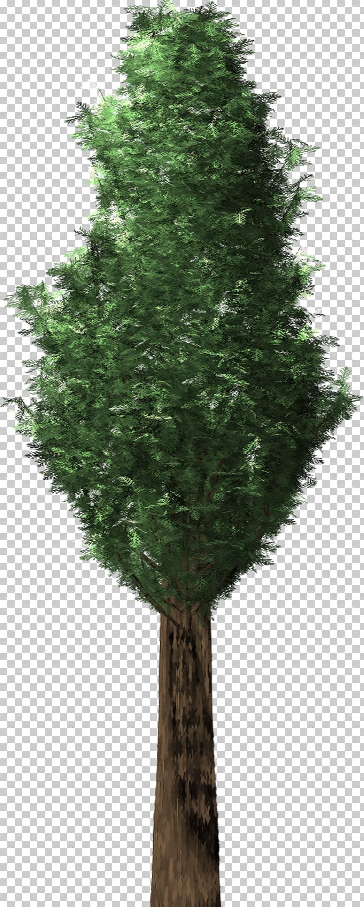 Tree Plant Evergreen English Yew Conifers PNG, Clipart, Arborvitae, Branch, Conifer, Cupressus, Cupressus Lusitanica Free PNG Download